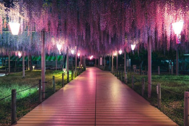 曼陀羅寺公園の藤